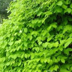 Philadelphus Coronarius Aureus -Plant Series Store Philadelphus coronarius Aureus 03