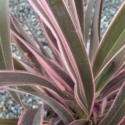 Phormium Pink Stripe -Plant Series Store Phormium Pink Stripe 03