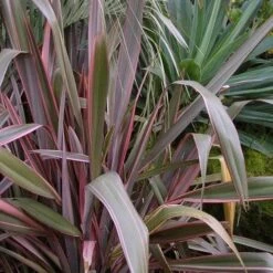 Phormium Pink Stripe -Plant Series Store Phormium Pink Stripe 04