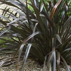 Phormium Platt’s Black -Plant Series Store Phormium Platts Black 02