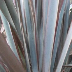 Phormium Platt’s Black -Plant Series Store Phormium Platts Black 04