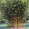 Phyllostachys Aureosulcata Spectabilis