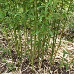 Phyllostachys Bissetii -Plant Series Store Phyllostachys bissetti 04