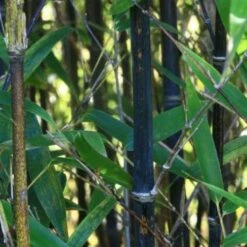 Phyllostachys Nigra Punctata 8 Phyllostachys Nigra Punctata -Plant Series Store Phyllostachys nigra Punctata 04