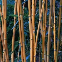 Plant Series Store -Plant Series Store PhyllostachysaureosulcataAureocaulis