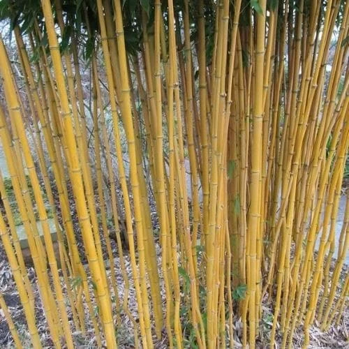 Phyllostachys Aureosulcata Aureocaulis
