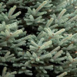 Picea Pungens Fat Albert -Plant Series Store Picea pungens Fat Albert 03