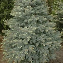 Picea Pungens Fat Albert -Plant Series Store Picea pungens Fat Albert 04
