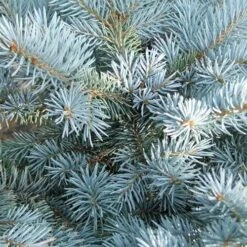 Picea Pungens Fat Albert -Plant Series Store Picea pungens Fat Albert 05