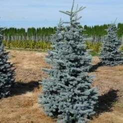 Picea Pungens Hoopsii
