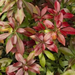 Pieris Japonica Katsura -Plant Series Store Pieris japonica Katsura01