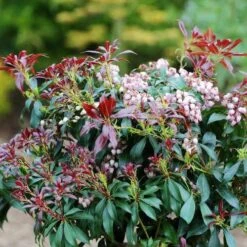 Pieris Japonica Katsura -Plant Series Store Pieris japonica Katsura03