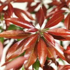 Pieris Japonica Katsura -Plant Series Store Pieris japonica Katsura06