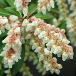 Pieris Japonica Little Heath -Plant Series Store Pieris japonica Little Heath 04