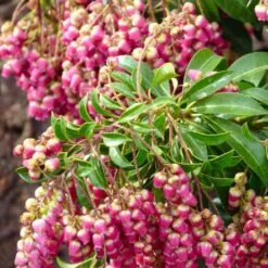 Pieris Japonica Passion -Plant Series Store Pieris japonica Passion05