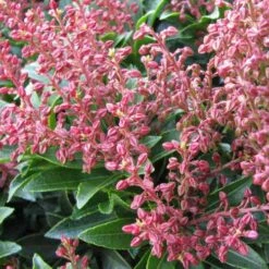 Pieris Japonica Passion -Plant Series Store Pieris japonica Passion06