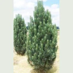Pinus Strobus Fastigiata