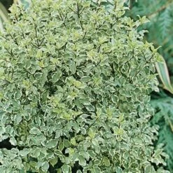 Pittosporum Tenuifolium Silver Queen -Plant Series Store Pittosporum ten Silver Queen 03