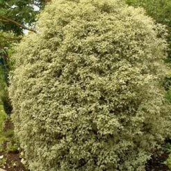 Pittosporum Tenuifolium Silver Queen -Plant Series Store Pittosporum ten Silver Queen 04