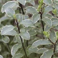 Pittosporum Tenuifolium Silver Queen -Plant Series Store Pittosporum ten Silver Queen 05