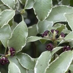 Pittosporum Tenuifolium Silver Queen -Plant Series Store Pittosporum ten Silver Queen 06