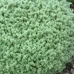 Pittosporum Tenuifolium Golf Ball -Plant Series Store Pittosporum tenuifolium Golf Ball 03