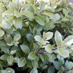 Pittosporum Tenuifolium Golf Ball -Plant Series Store Pittosporum tenuifolium Golf Ball 04