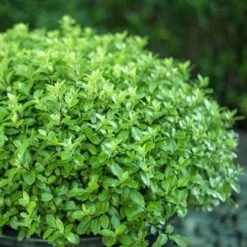 Pittosporum Tenuifolium Golf Ball -Plant Series Store Pittosporum tenuifolium Golf Ball 05