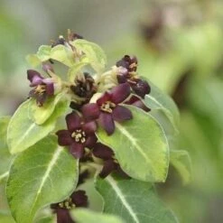 Pittosporum Tenuifolium Gold Star -Plant Series Store Pittosporum tenuifolium Gold Star 03x