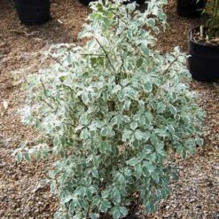 Pittosporum Tenuifolium Variegatum -Plant Series Store Pittosporum tenuifolium Variegatum03