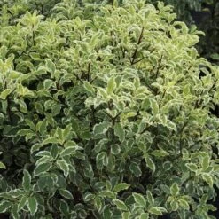 Pittosporum Tenuifolium Variegatum -Plant Series Store Pittosporum tenuifolium Variegatum04