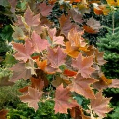 Platanus Orientalis Mirkovec -Plant Series Store Platanus orientalis Mirkovec 03x