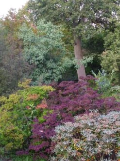 Populus Jacquemontii Glauca -Plant Series Store Populus jacquemontii Glauca 03x