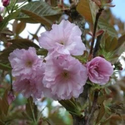 Prunus Serrulata Kanzan -Plant Series Store Prunus Kanzan 04