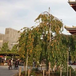 Prunus Kiku-Shidare-Sakura -Plant Series Store Prunus Kiku shidare sakura 03x