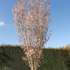 Prunus Spire -Plant Series Store Prunus Spire 04