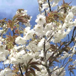 Prunus Shizuka/Fragrant Cloud -Plant Series Store Prunus Fragrant Cloud 04
