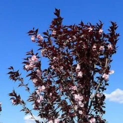 Prunus Royal Burgundy -Plant Series Store Prunus Royal Burgundy 03