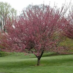 Prunus Royal Burgundy -Plant Series Store Prunus Royal Burgundy 04
