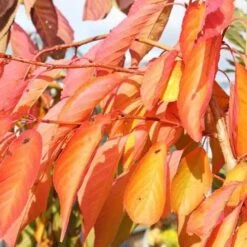 Prunus Shirofugen -Plant Series Store Prunus Shirofugen 05x