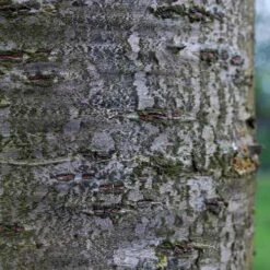 Prunus Shirofugen -Plant Series Store Prunus Shirofugen 06x