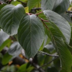 Prunus Shirofugen -Plant Series Store Prunus Shirofugen 07