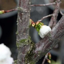 Prunus Shirotae -Plant Series Store Prunus Shirotae 01