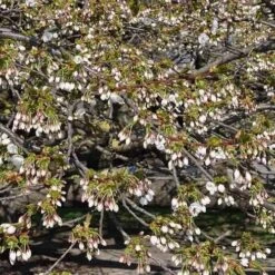 Prunus Shirotae -Plant Series Store Prunus Shirotae 03