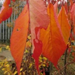 Prunus Shirotae -Plant Series Store Prunus Shirotae 05