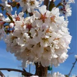 Prunus Snow Showers -Plant Series Store Prunus Snow Showers 04x