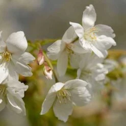 Prunus Serrulata Tai Haku - Great White Cherry -Plant Series Store Prunus Tae Haku 04
