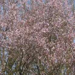 Prunus Cerasifera Nigra -Plant Series Store Prunus cerasifera Nigra 01