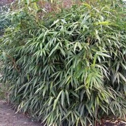 Pseudosasa Japonica -Plant Series Store Pseudosasa japonica 03