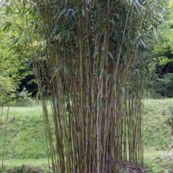 Pseudosasa Japonica -Plant Series Store Pseudosasa japonica 04